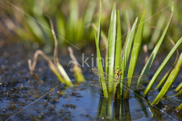 Green Hawker (Aeshna viridis)