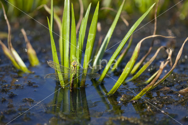 Green Hawker (Aeshna viridis)