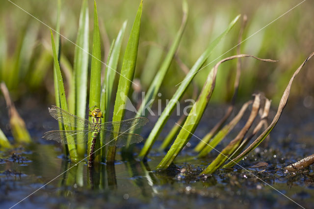 Green Hawker (Aeshna viridis)