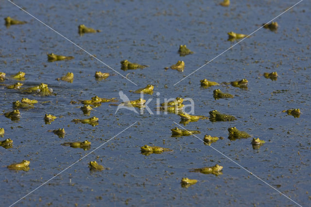 Groene kikker (Rana esculenta)