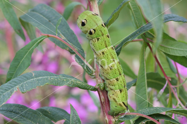 Groot avondrood (Deilephila elpenor)