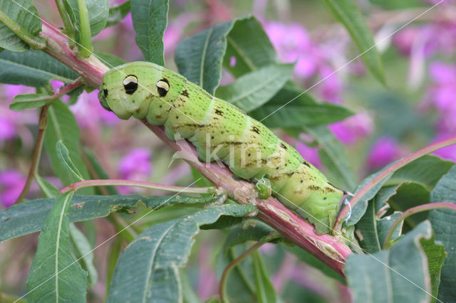 Elephant Hawk-moth (Deilephila elpenor)