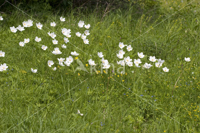 Grote anemoon (Anemone sylvestris)