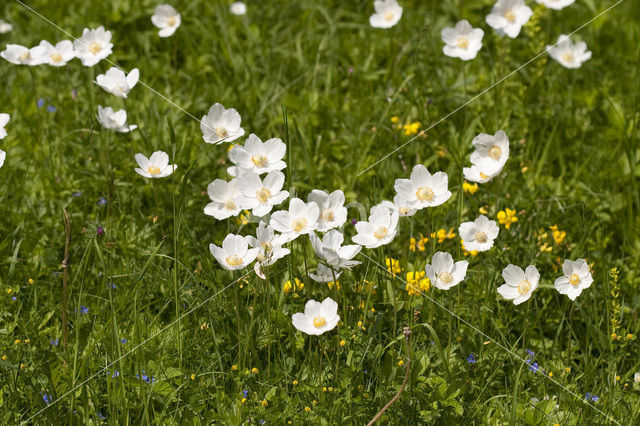 Grote anemoon (Anemone sylvestris)