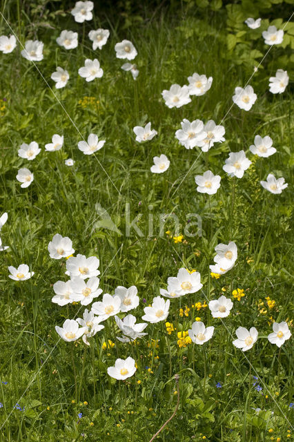 Grote anemoon (Anemone sylvestris)