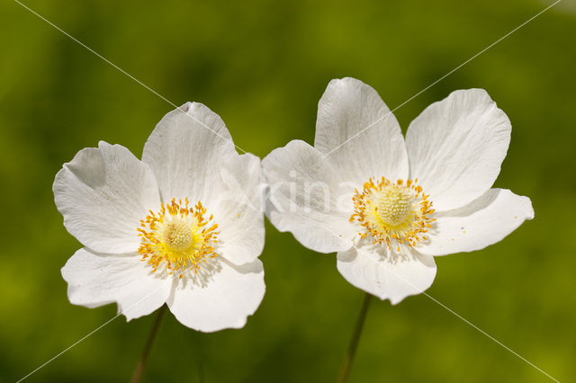 Snowdrop Windflower (Anemone sylvestris)
