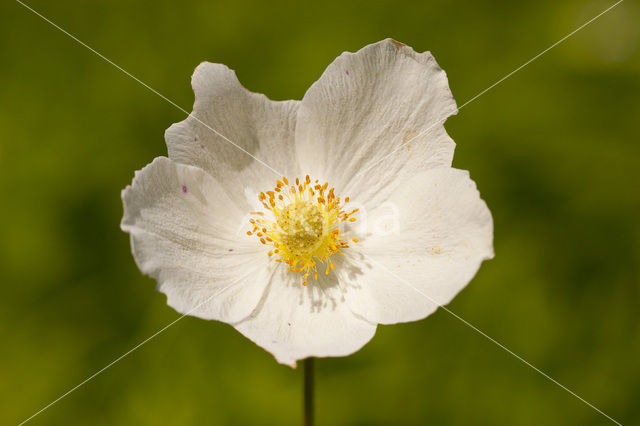 Snowdrop Windflower (Anemone sylvestris)