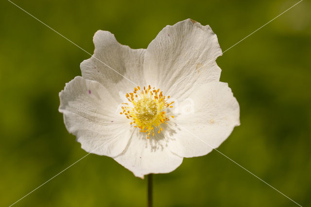 Grote anemoon (Anemone sylvestris)
