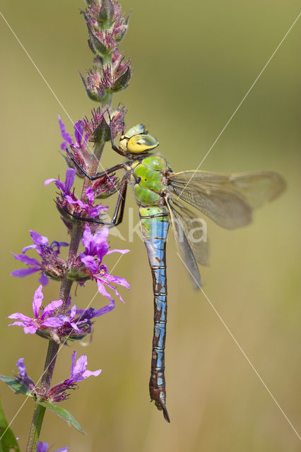 Emperor Dragonfly (Anax imperator)
