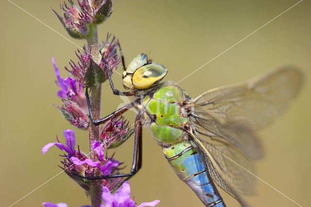Emperor Dragonfly (Anax imperator)