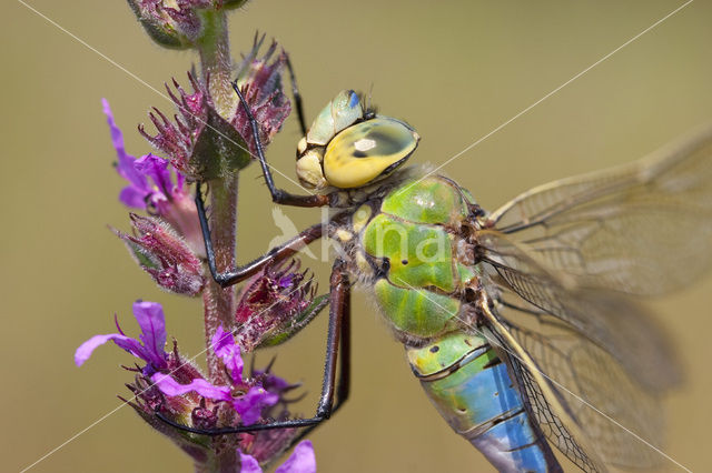 Emperor Dragonfly (Anax imperator)