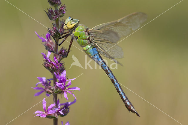 Grote keizerlibel (Anax imperator)