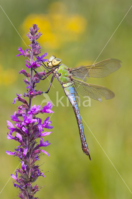 Grote keizerlibel (Anax imperator)