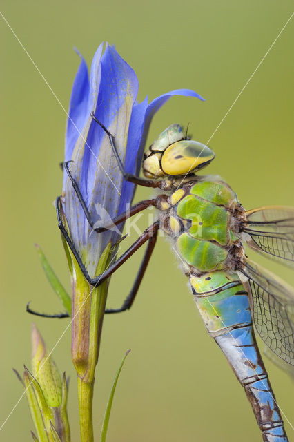 Emperor Dragonfly (Anax imperator)