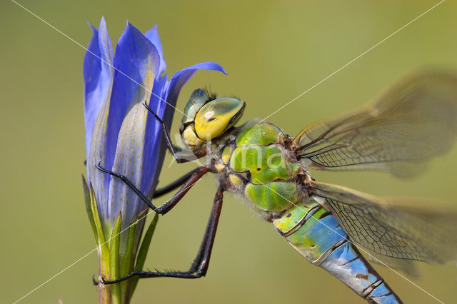 Emperor Dragonfly (Anax imperator)