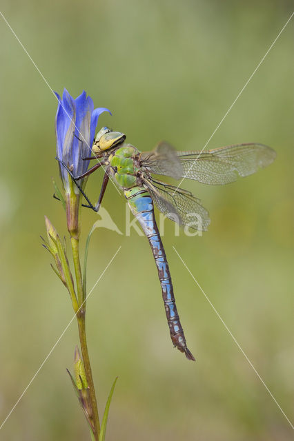 Grote keizerlibel (Anax imperator)