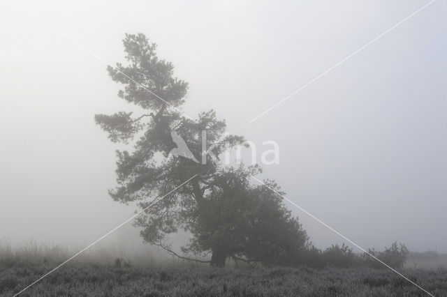 Grove den (Pinus sylvestris)