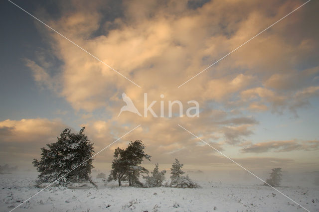 Scots Pine (Pinus sylvestris)