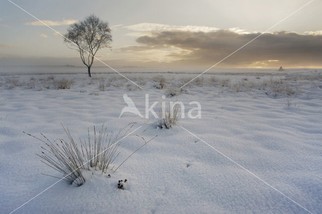 Scots Pine (Pinus sylvestris)