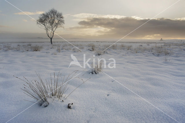 Scots Pine (Pinus sylvestris)