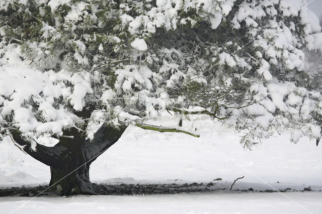 Scots Pine (Pinus sylvestris)