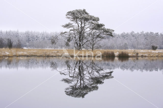 Scots Pine (Pinus sylvestris)