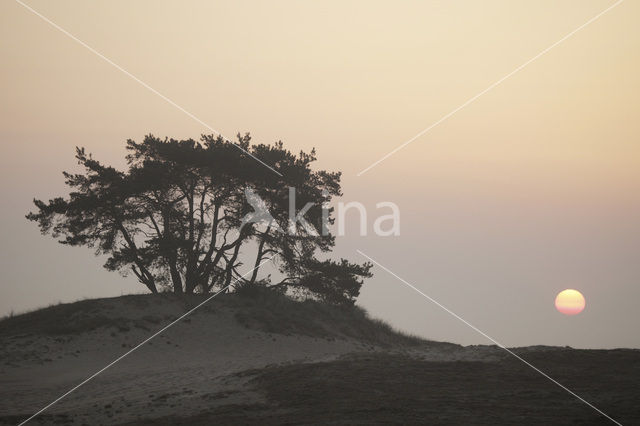 Grove den (Pinus sylvestris)