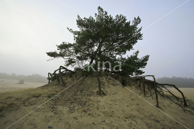 Scots Pine (Pinus sylvestris)