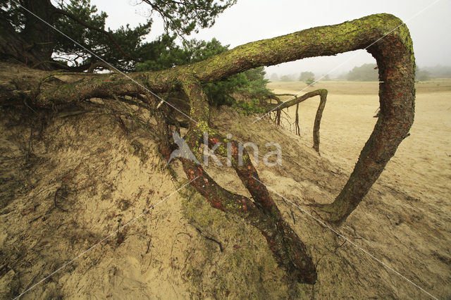 Grove den (Pinus sylvestris)