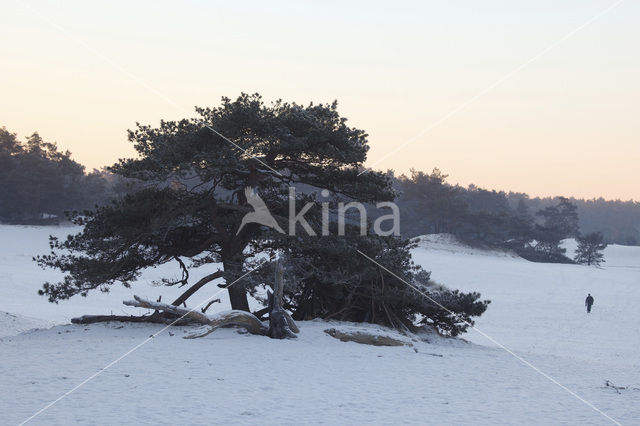 Grove den (Pinus sylvestris)