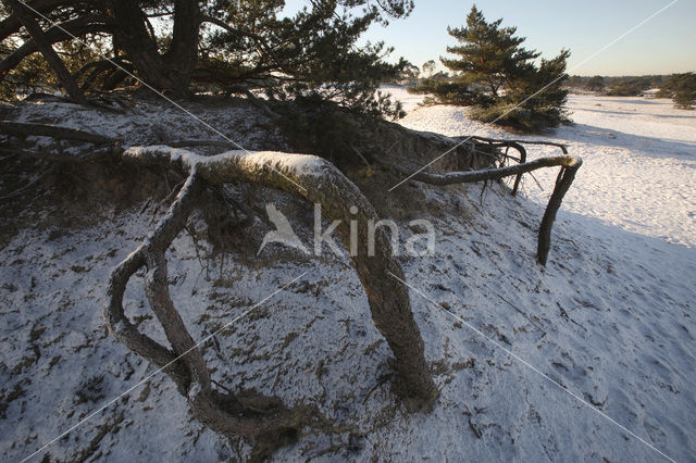 Grove den (Pinus sylvestris)