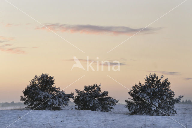 Grove den (Pinus sylvestris)