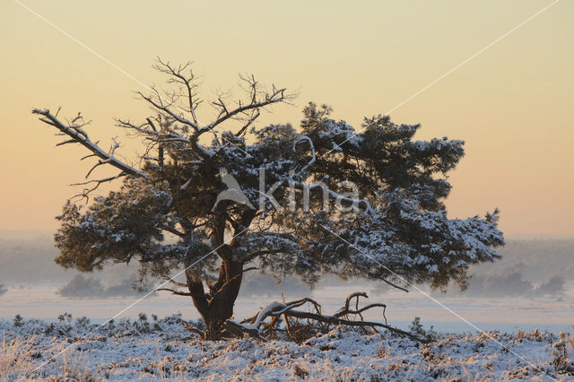 Grove den (Pinus sylvestris)