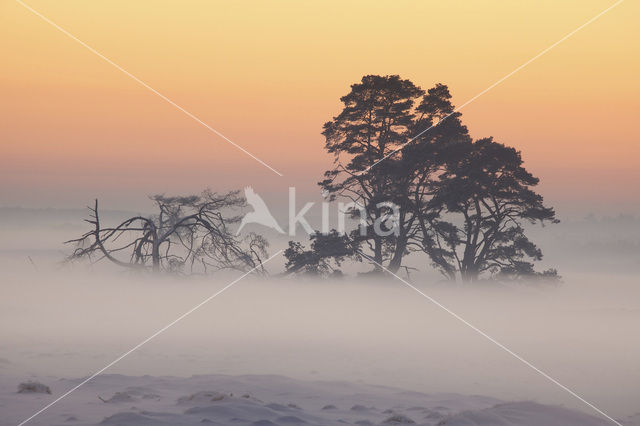 Grove den (Pinus sylvestris)