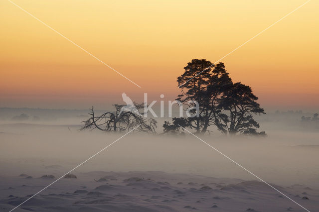 Grove den (Pinus sylvestris)