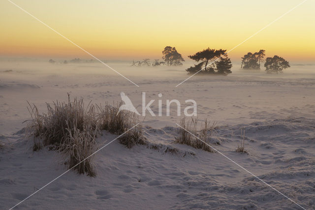 Grove den (Pinus sylvestris)