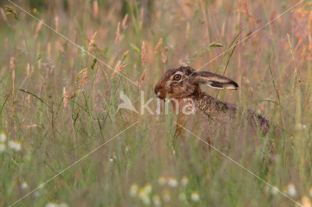 Brown Hare (Lepus europaeus)