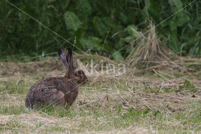 Brown Hare (Lepus europaeus)