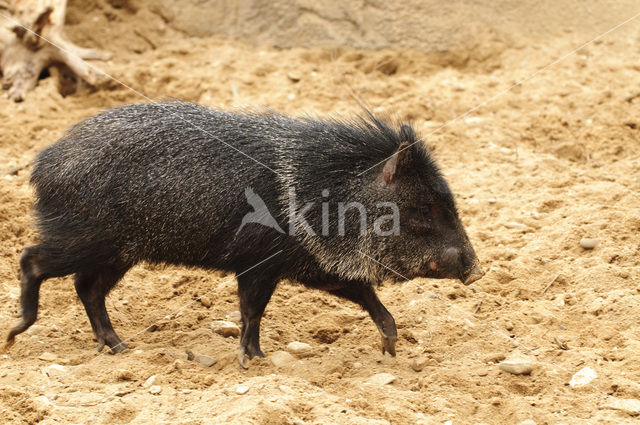 Collared Peccary (Pecari tajacu)
