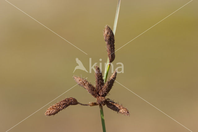Sea Club-rush (Bolboschoenus maritimus)