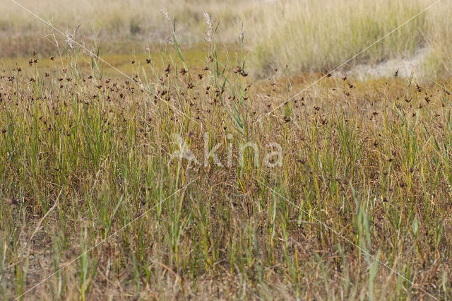 Sea Club-rush (Bolboschoenus maritimus)