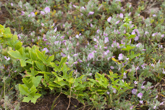 Heggerank (Bryonia dioica)