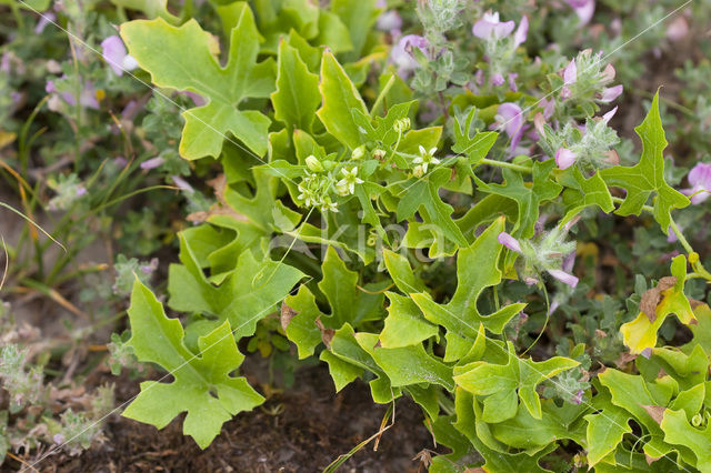 White Bryony (Bryonia dioica)