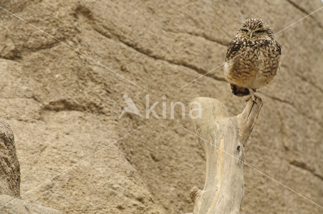 Burrowing Owl (Athene cunicularia)