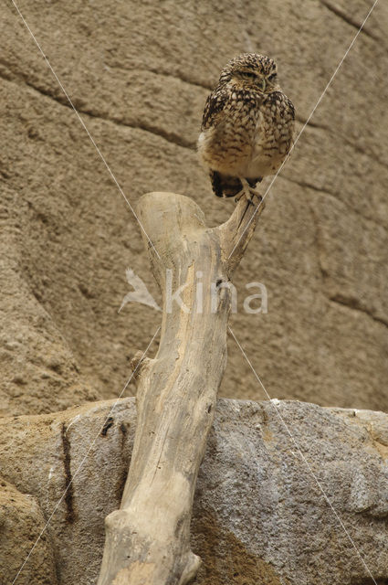 Burrowing Owl (Athene cunicularia)