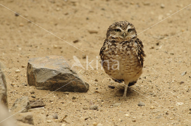 Burrowing Owl (Athene cunicularia)