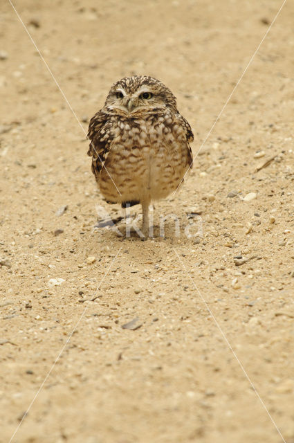 Burrowing Owl (Athene cunicularia)