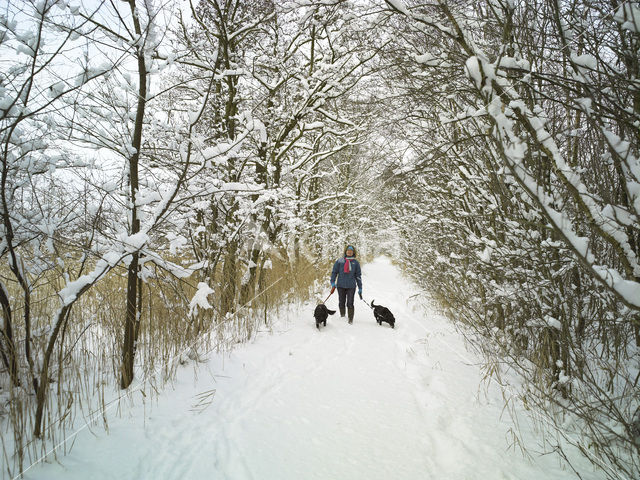 Hond (Canis domesticus)