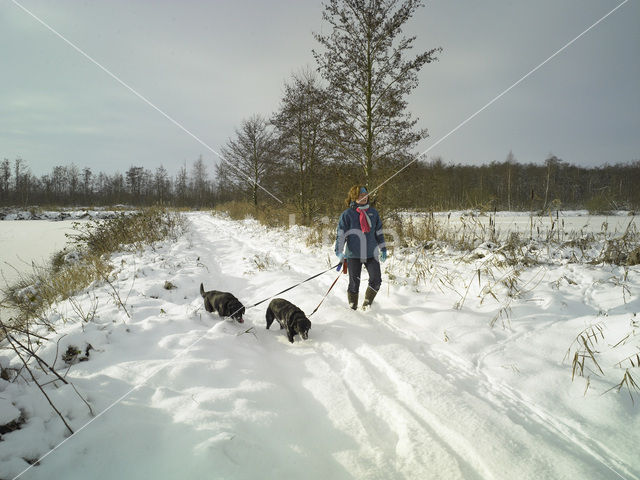 Hond (Canis domesticus)