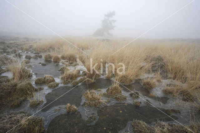 Hoog Buurlose Heide